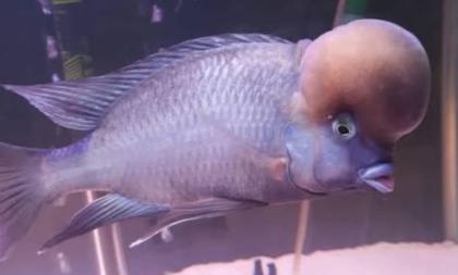 Kafalı Yunus Koloni Sağlam Kan